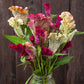 Supercrest Celosia (Organic) High Mowing Seeds