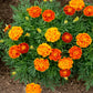 Organic Queen Sophie Marigold Seeds High Mowing Seeds