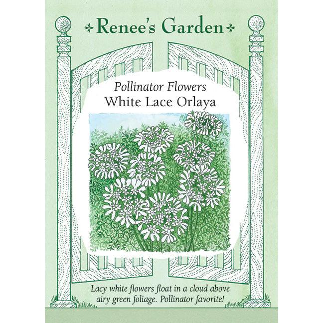 White Lace Orlaya Grandiflora Renee's Garden