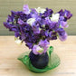 Mermaid's Dream Sweet Pea Renee's Garden