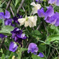 Mermaid's Dream Sweet Pea Renee's Garden