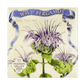 Wild Bergamot Art Pack Hudson Valley Seed Company