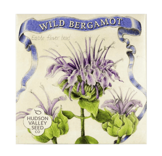 Wild Bergamot Art Pack Hudson Valley Seed Company