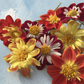Dandy Collarette Dahlia Art Pack Hudson Valley Seed Company