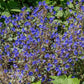 California Blue Bells 1/4lb Grow Organic