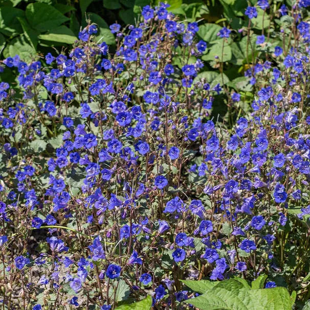 California Blue Bells 1/4lb Grow Organic