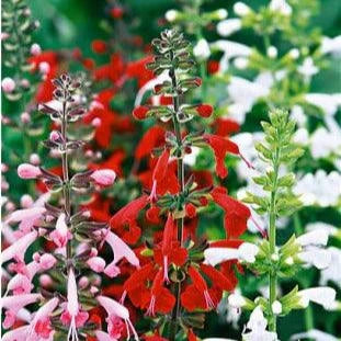 Bee Heaven Container Salvia Flower Seeds Renee's Garden