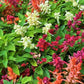 Firelight Salvia Renee's Garden