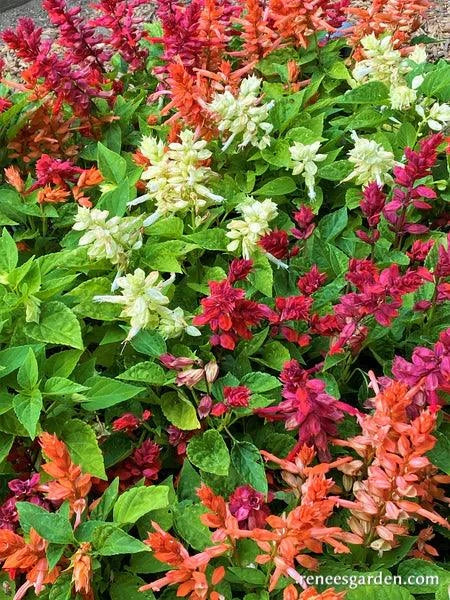 Firelight Salvia Renee's Garden