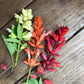 Firelight Salvia Renee's Garden