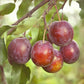 Santa Rosa Plum Tree Semi-Dwarf BareRoot Grow Organic