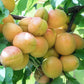 Sicilian Nectarine Tree Felix Gillet Institute