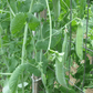Organic Green Arrow Shelling Pea Grow Organic