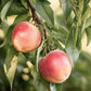 Snow Queen Nectarine Tree Grow Organic