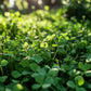 Peaceful Valley Organic Premium Soil Builder Mix - Raw Seed (lb) Peaceful Valley