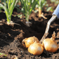 Onion Sets Yellow Stuttgarter (Pack of 75) Netherland Bulb Company
