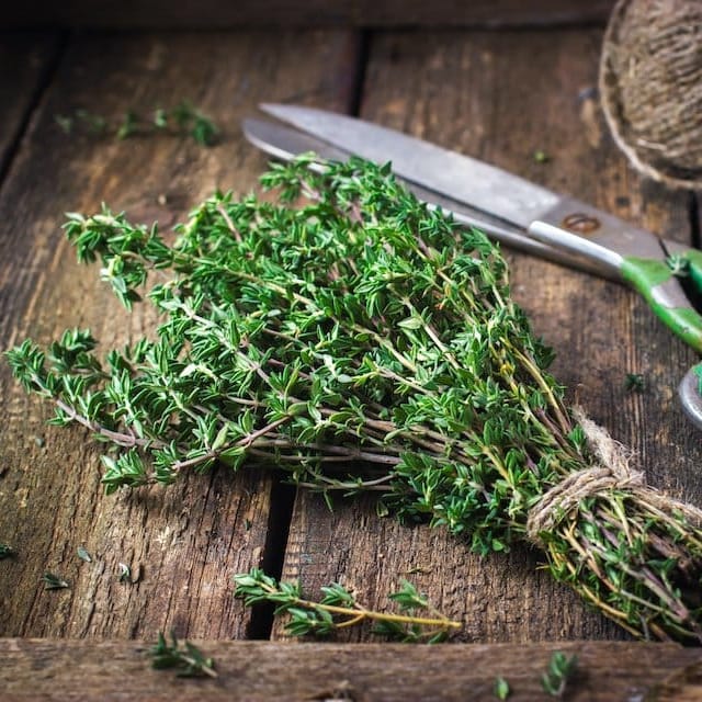 Summer Savory Grow Organic