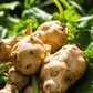 Organic Jerusalem Artichoke (2 lb) Grow Organic