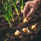 Onion Sets Super Sweet (Pack of 10) Netherland Bulb Company