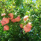 Sweet pomegranate tree and fruit