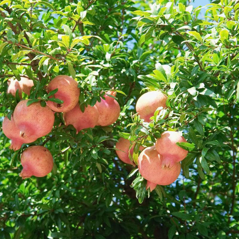 Sweet pomegranate tree and fruit