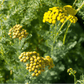 Organic Tansy (1 Gallon) Grow Organic