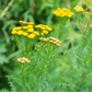 Organic Tansy (1 Gallon) Grow Organic