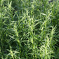 Organic French Tarragon (1 Gallon) Grow Organic