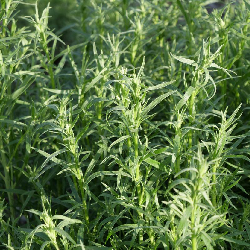Organic French Tarragon (1 Gallon) Grow Organic