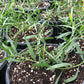 Organic French Tarragon (1 Gallon) Grow Organic