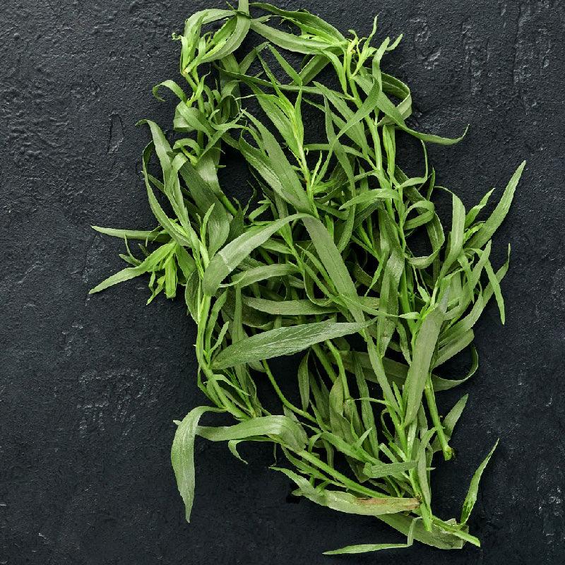 Organic French Tarragon (1 Gallon) Grow Organic