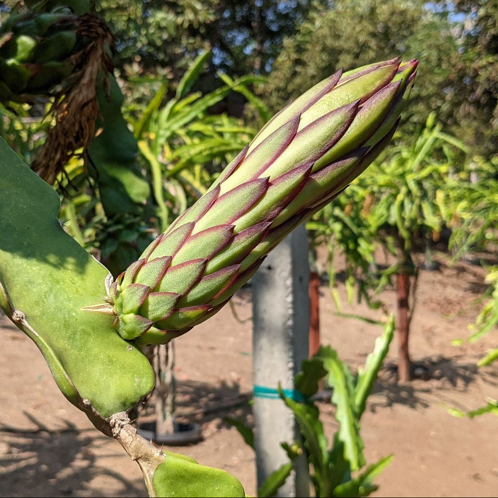 The Wallace Ranch Graft Hybrid Cutting Wallace Ranch Dragon Fruit