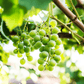 Thompson Seedless Table Grape Vine Grow Organic