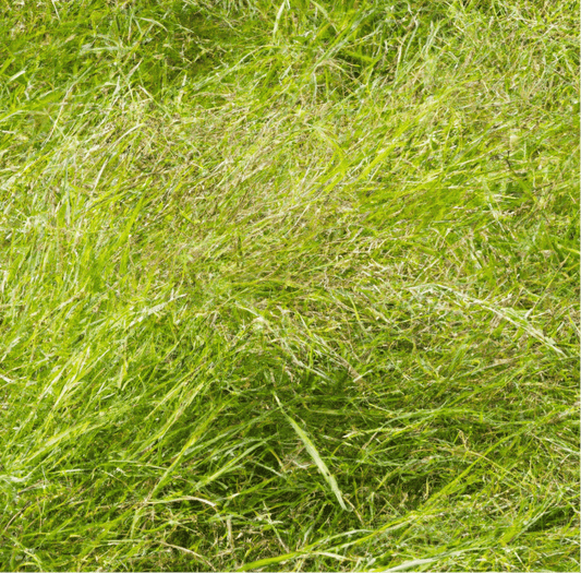 Tall green pasture grass