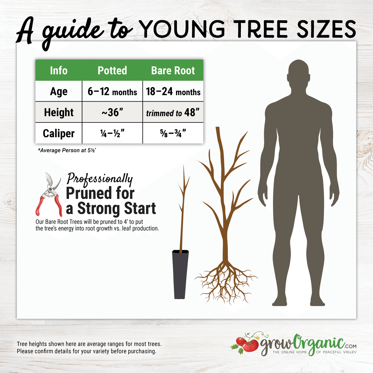 Young potted fruit tree size guide