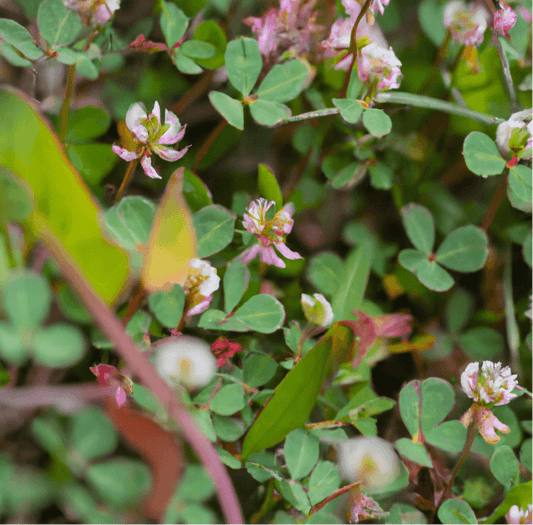 Red-stemmed clover leaves