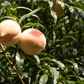 Tropic Snow white peach fruit