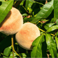 Tropic Snow peaches on the tree