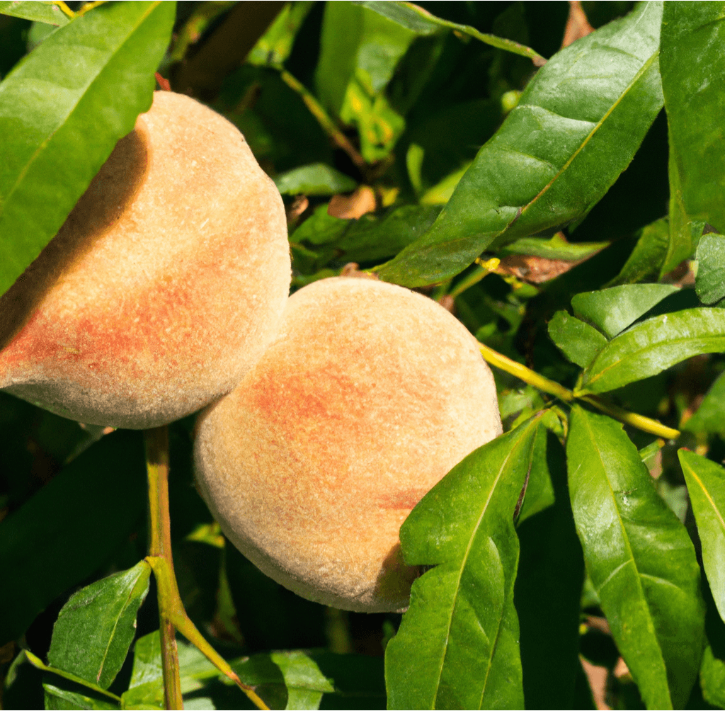 Tropic Snow peaches on the tree