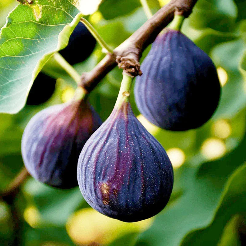 Violette de Bordeaux fig tree product image