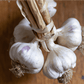 Purple Italian Garlic (lb) Grow Organic