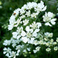 White Lace Orlaya Grandiflora Renee's Garden