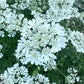White Lace Orlaya Grandiflora Renee's Garden