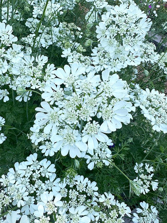 White Lace Orlaya Grandiflora Renee's Garden