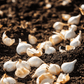 Onion Sets White Snowball (Pack of 75) Netherland Bulb Company