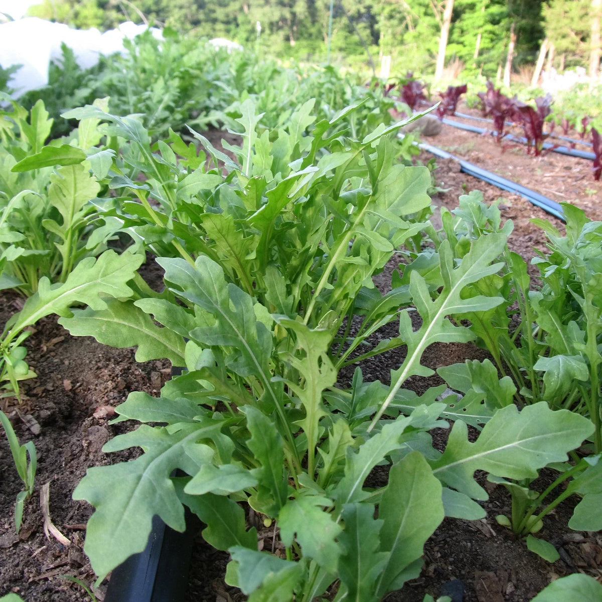 Organic Winter Greens Seeds Mix Hudson Valley Seed Co