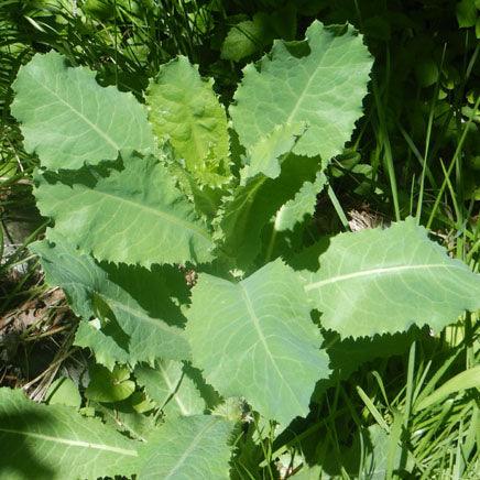 Wild Lettuce (Organic) Strictly Medicinal