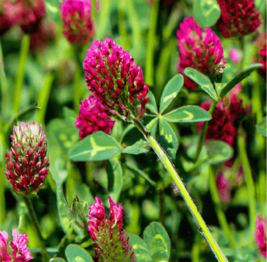 Crimson clover flowers and green leaves