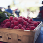 Raspberry - Willamette Grow Organic