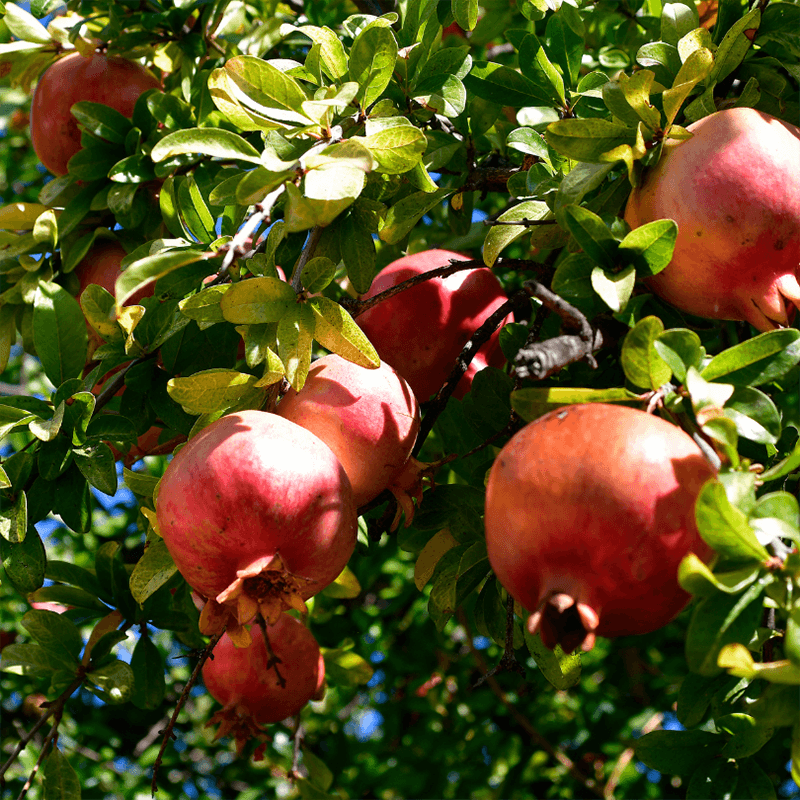Wonderful pomegranate tree and fruit